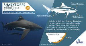 We Care: Sharktober