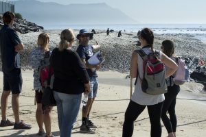 Marine Safari African penguin walk