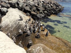 Marine Safari African Penguins